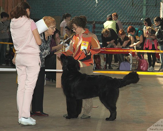 Фото: ньюфаундленд Сент Джонс Шармель