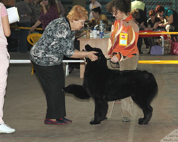 Фото: ньюфаундленд Сент Джонс Шармель