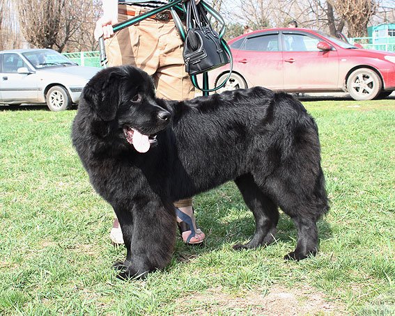 Фото: ньюфаундленд Сент Джонс Шармель