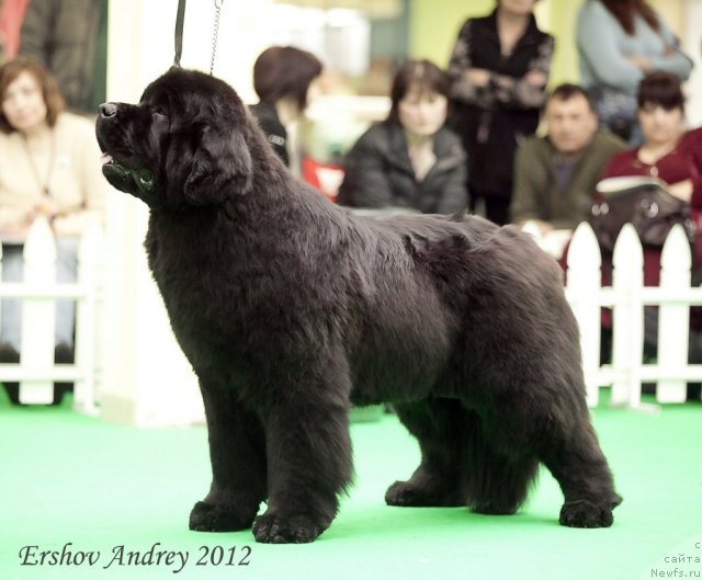 Фотография № 91800