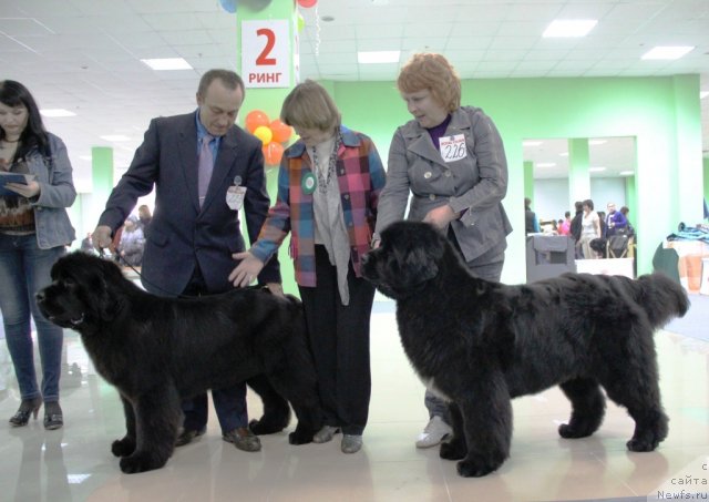 Фото: ньюфаундленд Бегущая по Волнам Хаста ла Виста (Beguschaya po Volnam Hasta la Vista), ньюфаундленд Бегущая по Волнам Регатта Катти Сарк, [p1169]
Эксперт - Анна Тиц.