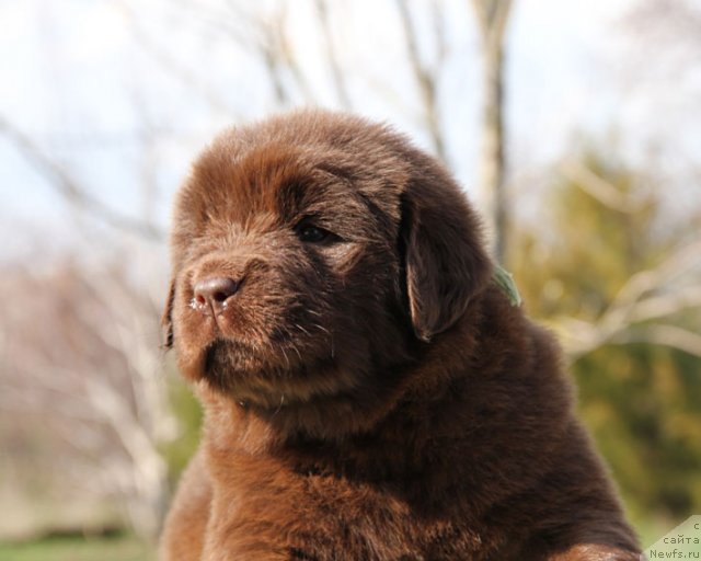 Фото: ньюфаундленд Хозяйка Дома с Берега Дона (Hozjajka Doma s Berega Dona)