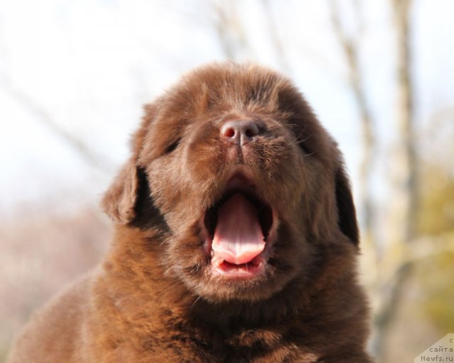 Фото: ньюфаундленд Хозяйка Дома с Берега Дона (Hozjajka Doma s Berega Dona)