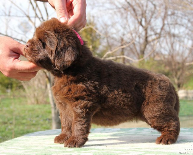 Фотография № 91844