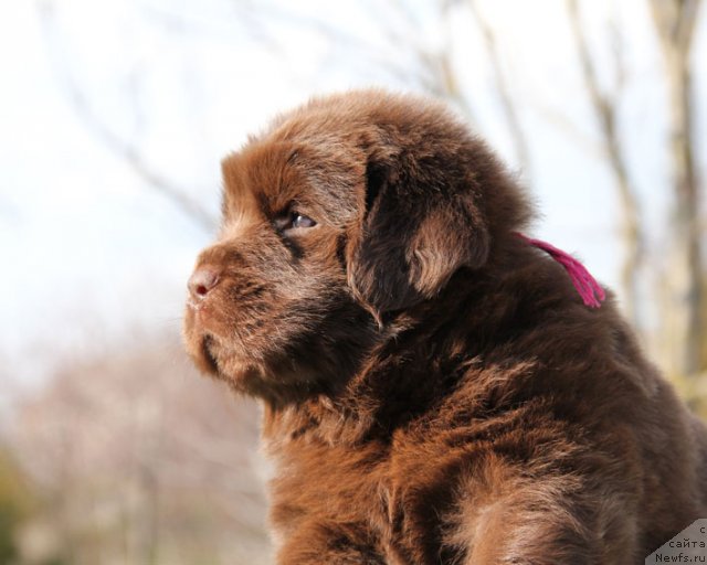 Фото: ньюфаундленд Хаппинесс Лонг-Аваитед с Берега Дона (Happyness Long-Awaited s Berega Dona)