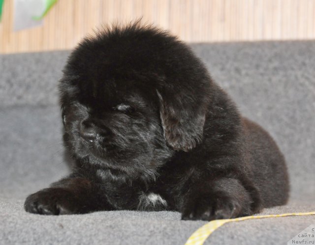 Фото: Сука желтая лента, ньюфаундленд Бегущая по Волнам Вся Такая Растакая (Beguschaya po Volnam Vsya Takaya Rastakaya)