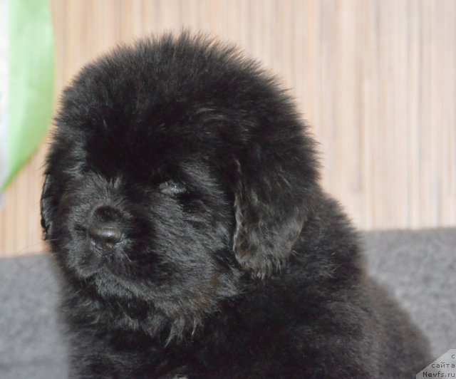 Фото: Сука желтая лента, ньюфаундленд Бегущая по Волнам Вся Такая Растакая (Beguschaya po Volnam Vsya Takaya Rastakaya)