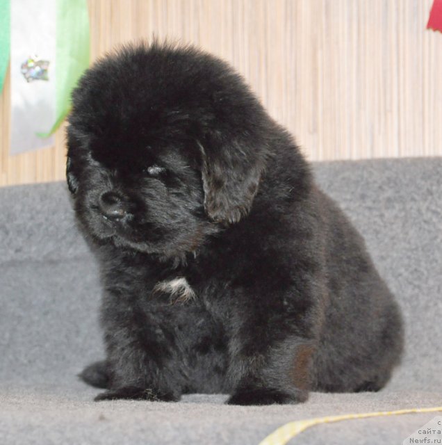 Фото: Сука желтая лента, ньюфаундленд Бегущая по Волнам Вся Такая Растакая (Beguschaya po Volnam Vsya Takaya Rastakaya)