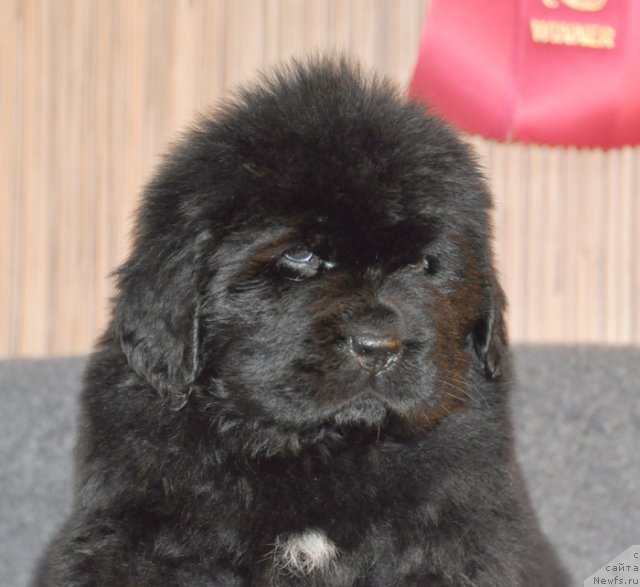 Фото: Сука желтая лента, ньюфаундленд Бегущая по Волнам Вся Такая Растакая (Beguschaya po Volnam Vsya Takaya Rastakaya)