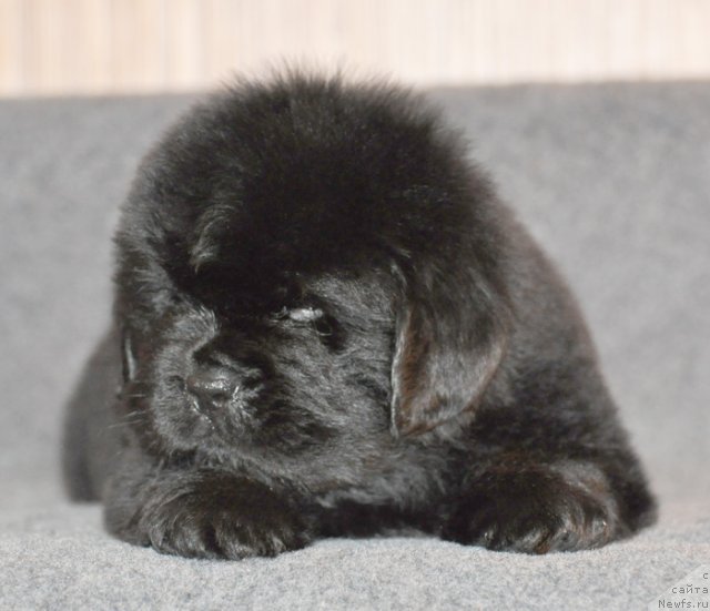 Фото: Сука сиреневая лета, ньюфаундленд Бегущая по Волнам Вся Такая Растакая (Beguschaya po Volnam Vsya Takaya Rastakaya)