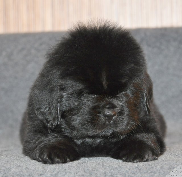 Фото: Сука сиреневая лента, ньюфаундленд Бегущая по Волнам Вся Такая Растакая (Beguschaya po Volnam Vsya Takaya Rastakaya)