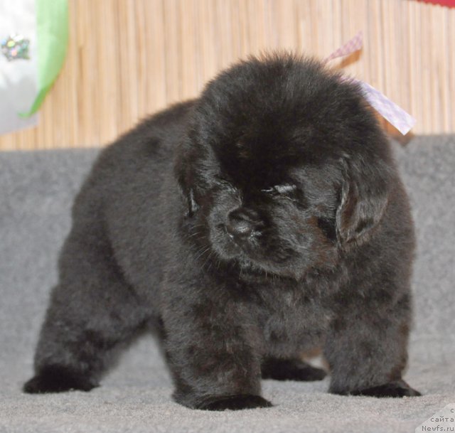 Фото: Сука сиреневая лента, ньюфаундленд Бегущая по Волнам Вся Такая Растакая (Beguschaya po Volnam Vsya Takaya Rastakaya)