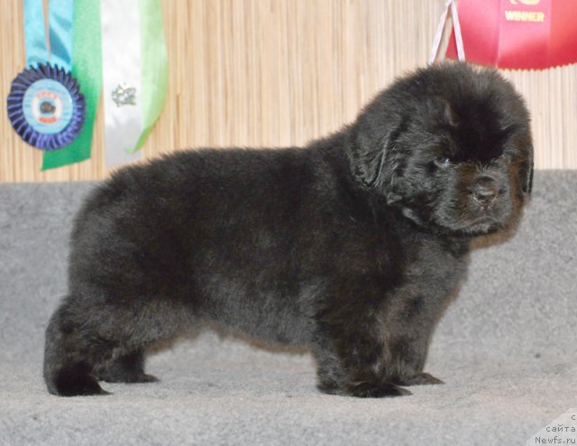 Фото: Сука сиреневая лента, ньюфаундленд Бегущая по Волнам Вся Такая Растакая (Beguschaya po Volnam Vsya Takaya Rastakaya)