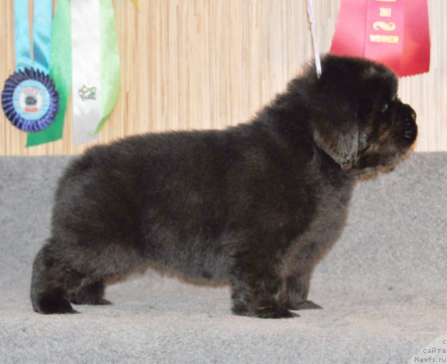 Фото: Сука сиреневая лента, ньюфаундленд Бегущая по Волнам Вся Такая Растакая (Beguschaya po Volnam Vsya Takaya Rastakaya)