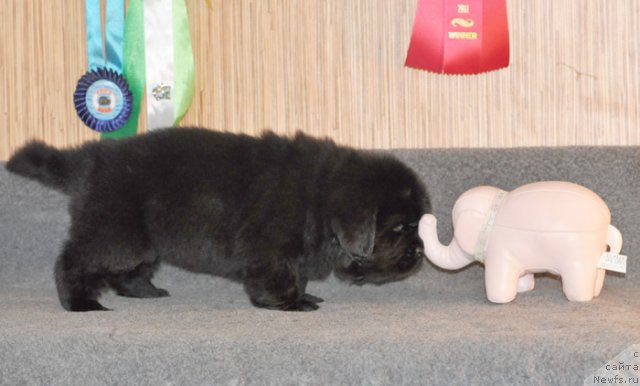 Фото: Сука сиреневая лента, ньюфаундленд Бегущая по Волнам Вся Такая Растакая (Beguschaya po Volnam Vsya Takaya Rastakaya)