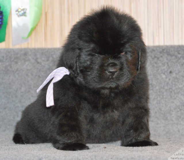 Фото: Сука сиреневая лента, ньюфаундленд Бегущая по Волнам Вся Такая Растакая (Beguschaya po Volnam Vsya Takaya Rastakaya)