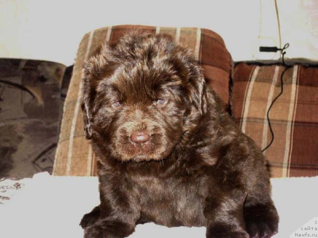 Фото: ньюфаундленд Янтарная Яшма Денвера