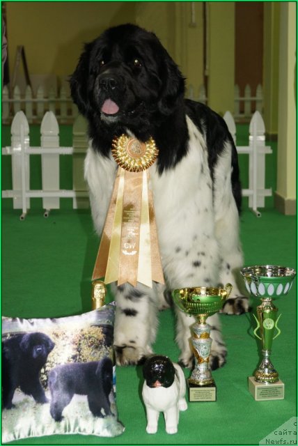 Фото: ньюфаундленд Питерньюф Продижи (Piternyuf Prodigy)