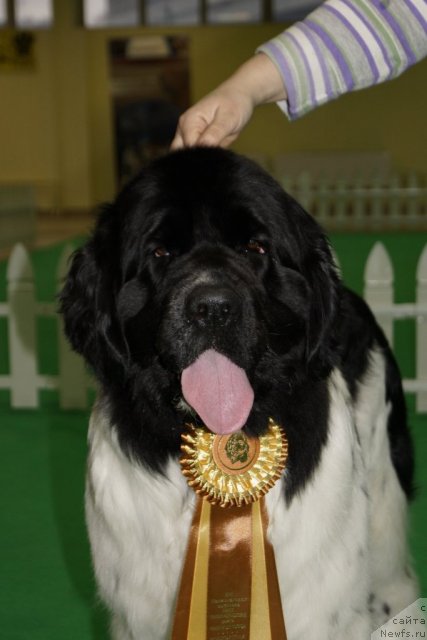 Фото: ньюфаундленд Питерньюф Продижи (Piternyuf Prodigy)