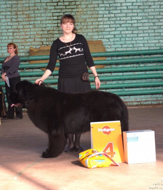 Фото: ньюфаундленд Бегущая по Волнам Зиллион (Beguschaya po Volnam Zillion)