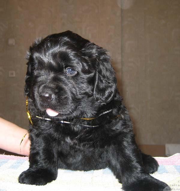 Фото: ньюфаундленд Ясная Ночка ден Баффи