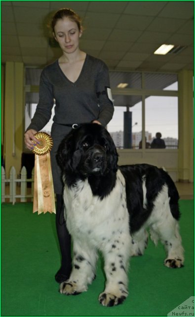 Фото: ньюфаундленд Питерньюф Продижи (Piternyuf Prodigy)