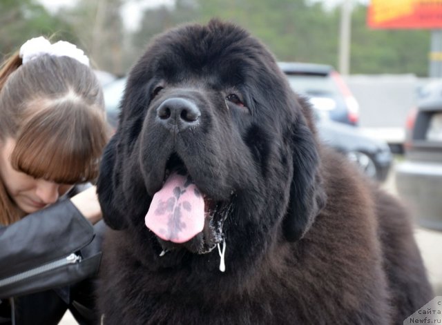 Фото: ньюфаундленд Бегущая по Волнам Зиллион (Beguschaya po Volnam Zillion)