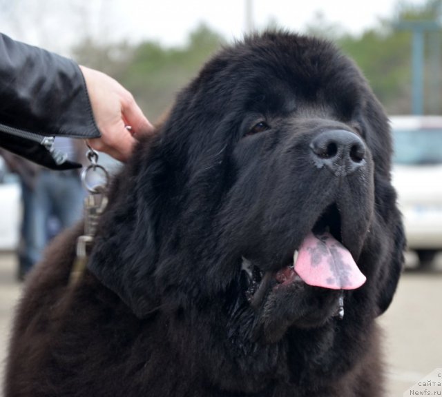 Фотография № 91885