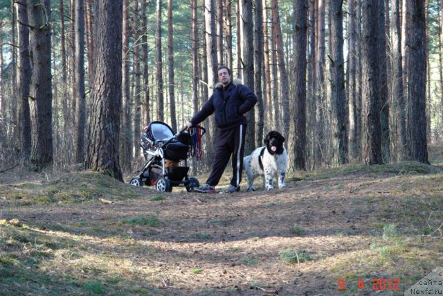 Фото: Александр Розенфельд, ньюфаундленд Аквиан Сонг Зеро Гравити (Akvian Song Zero Graviti)