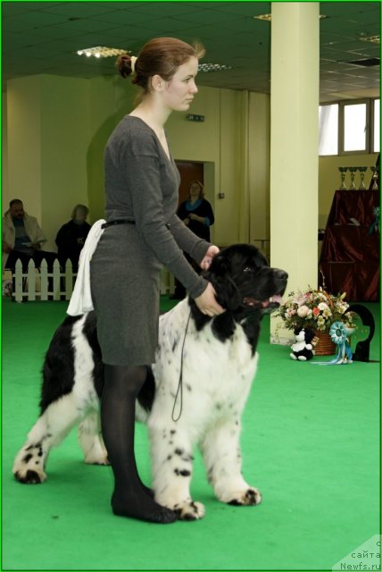 Фото: Александра Веснина, ньюфаундленд Питерньюф Продижи (Piternyuf Prodigy)