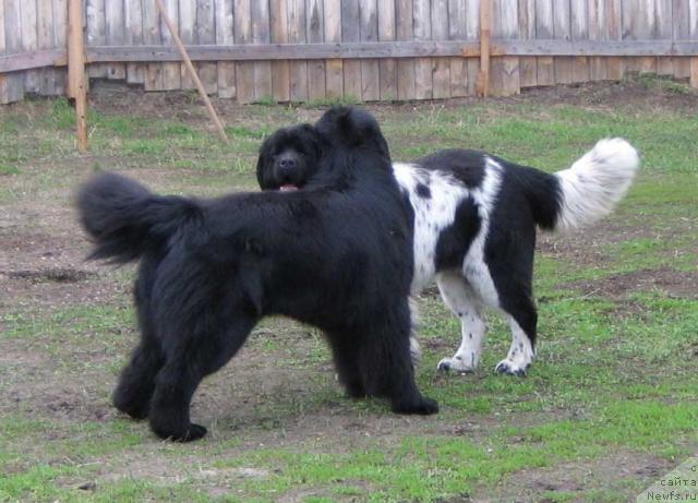Фото: ньюфаундленд Плюшевая Панда Викар (Plushevaya Panda Vikar), ньюфаундленд Плюшевая Панда Дэбра (Plushevaya Panda Debra)
