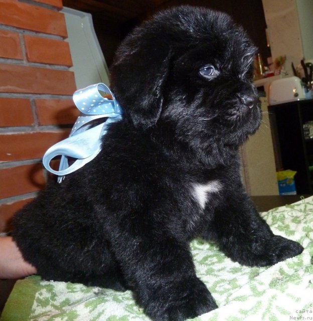 Фото: ньюфаундленд Супер Премиум Линиэль Дайлиррин (Super Premium Liniel Daylirring)