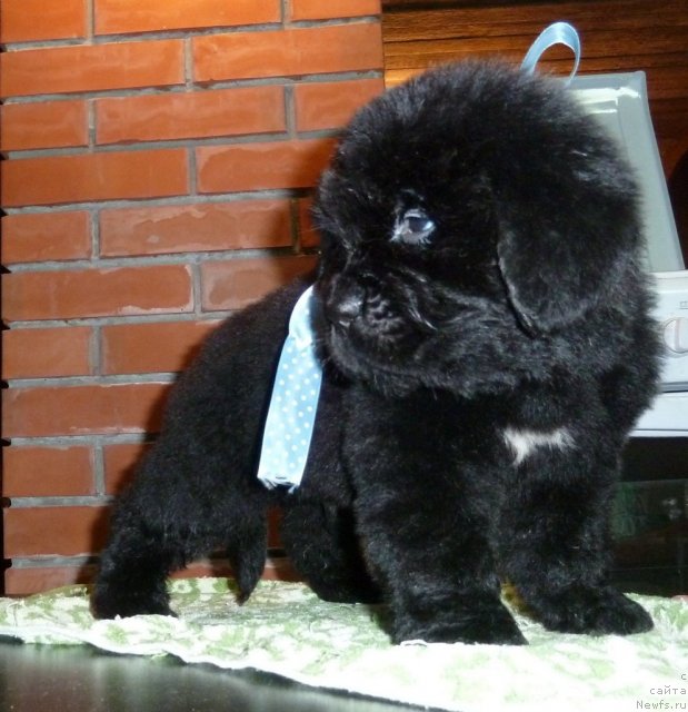 Фото: ньюфаундленд Супер Премиум Линиэль Дайлиррин (Super Premium Liniel Daylirring)