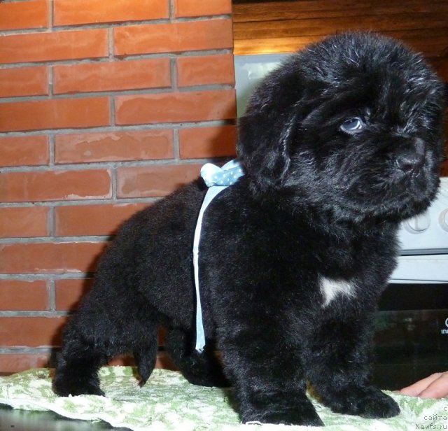 Фото: ньюфаундленд Супер Премиум Линиэль Дайлиррин (Super Premium Liniel Daylirring)