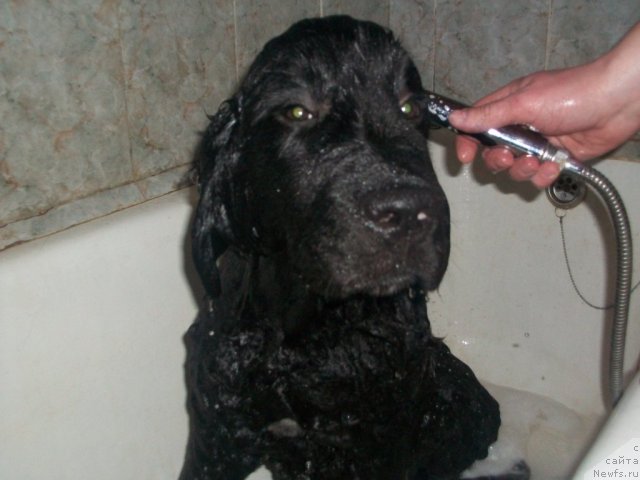 Фото: ньюфаундленд Сент Джонс Юкатан