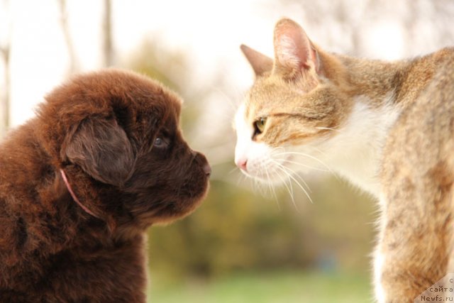 Фотография № 91927