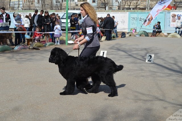Фото: ньюфаундленд Вом Ватерфалл Лэнд Ай Тодор (Vom Waterfall Land Ay Todor)