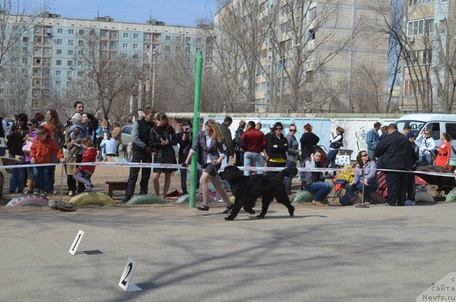 Фото: ньюфаундленд Вом Ватерфалл Лэнд Ай Тодор (Vom Waterfall Land Ay Todor)