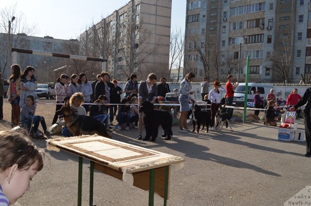 Фото: ньюфаундленд Вом Ватерфалл Лэнд Ай Тодор (Vom Waterfall Land Ay Todor)
