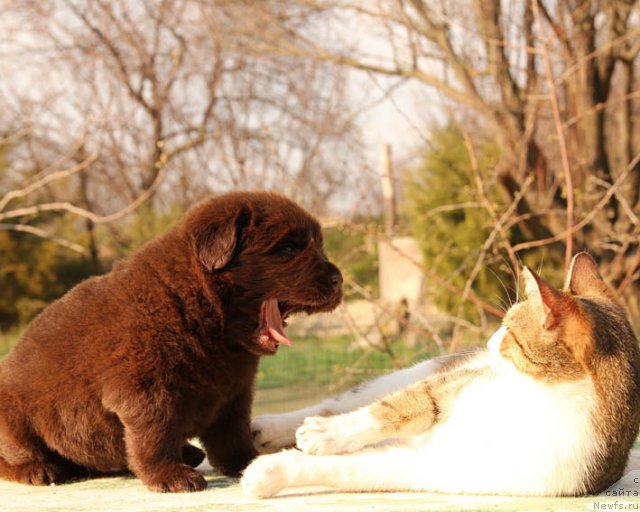 Фотография № 91937