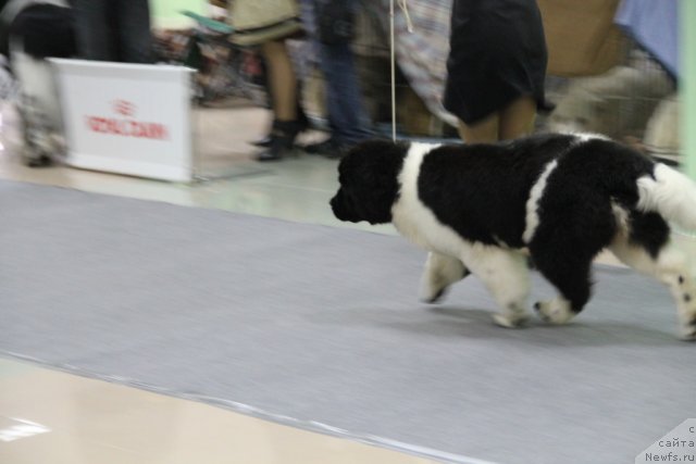 Фото: BONA MENTE ( [d7521], Х  [d9022], )