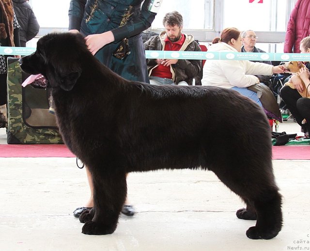 Фото: ньюфаундленд Сказочная Кроха Милана