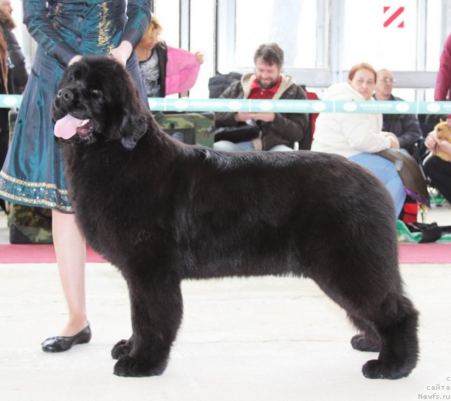 Фото: ньюфаундленд Сказочная Кроха Милана