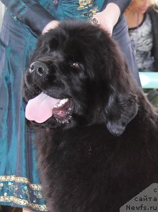 Фото: ньюфаундленд Сказочная Кроха Милана