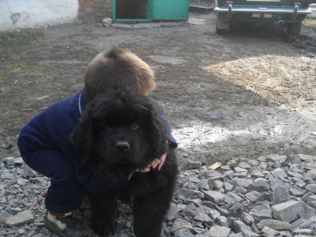 Фото: ньюфаундленд Ньюфорт Рози оф Май Дрим