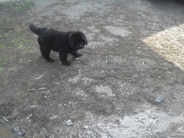 Фото: ньюфаундленд Ньюфорт Рози оф Май Дрим