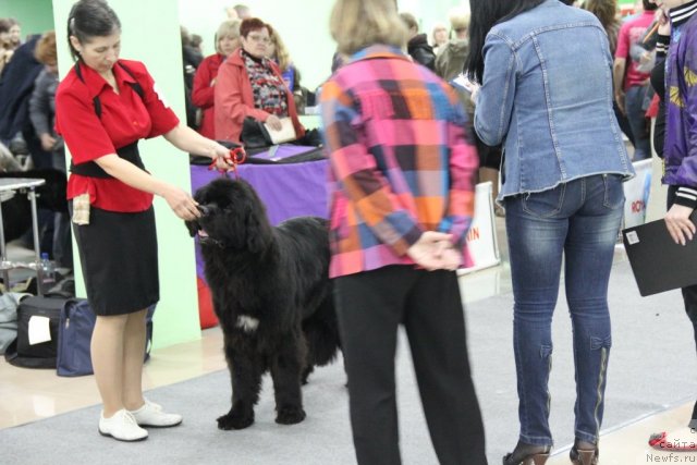 Фото: ньюфаундленд Unusual Friend Nuo Ozo Kalvu