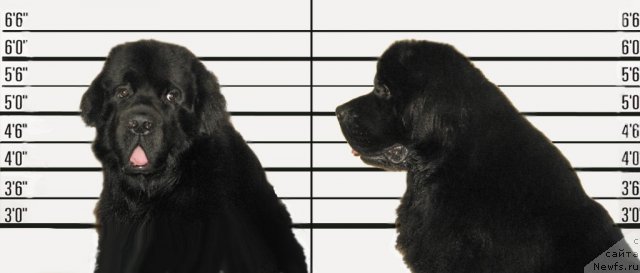 Фото: ньюфаундленд Key to My Heart Midnight Bear