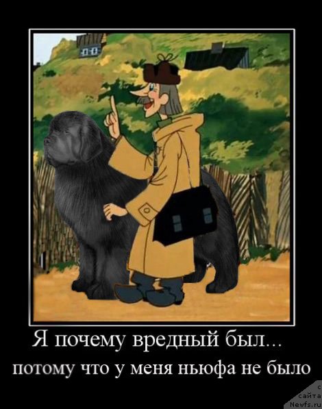 Фото: ньюфаундленд Key to My Heart Midnight Bear