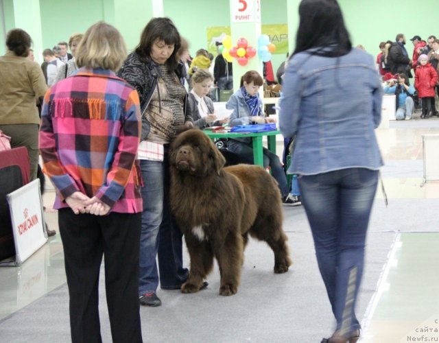 Фото: ньюфаундленд Newettas Zauran